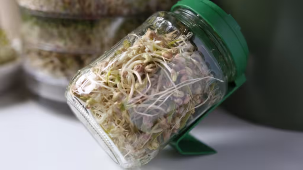 Mung bean sprouts and alfalfa sprouts in a germination jar