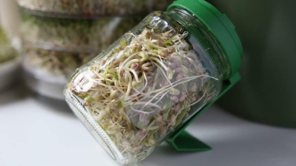 Mungobohnen-Sprossen und Alfalfa-Sprossen im Keimglas
