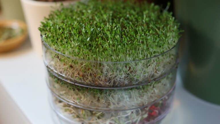 Growing alfalfa sprouts in the sprout tower