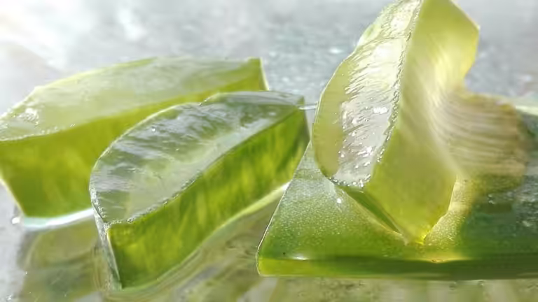Abschnitte von Aloe Vera