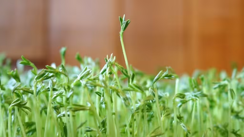 Sprossen vor braunem Hintergrund